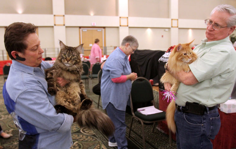 Cat Show